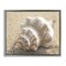 Stupell Industries Neutral Tone Conch Shell Floating Frame Design by Dora Rotondella